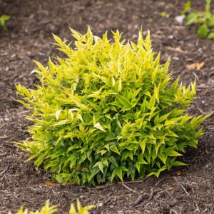 Szent bambusz (Nandina domestica 'Lemon Lime')