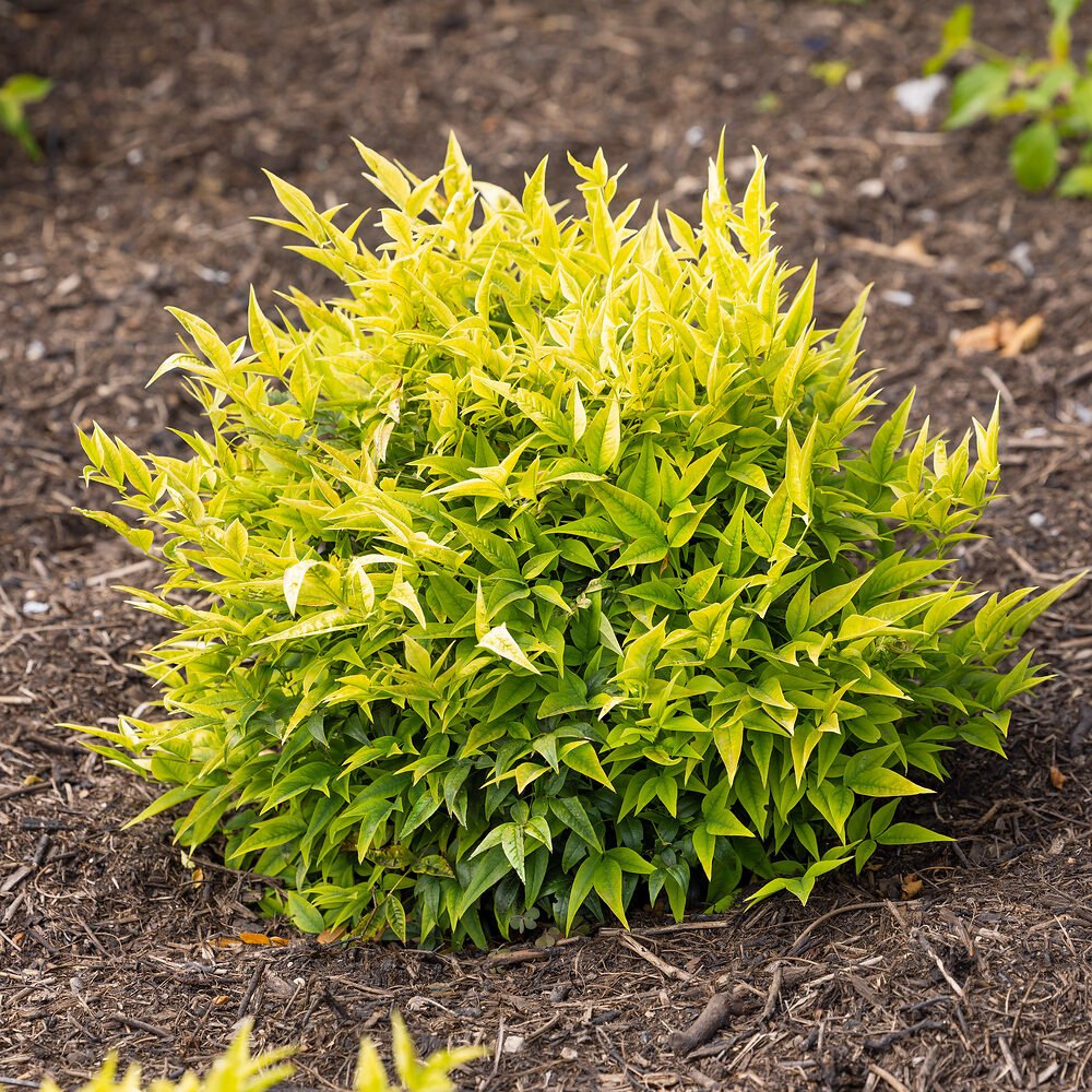 Szent bambusz (Nandina domestica 'Lemon Lime')