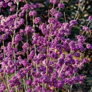 Szépségbogyó (Callicarpa bodinieri 'Profusion')