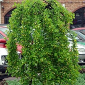 Szibériai fagyalakác (Caragana arborescens 'Pendula')