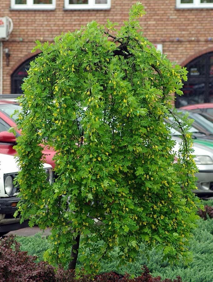 Szibériai fagyalakác (Caragana arborescens 'Pendula')
