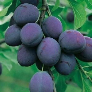 Szilva (Prunus domestica 'President')