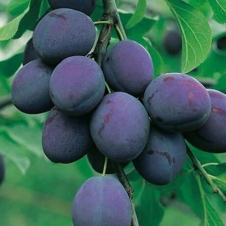 Szilva (Prunus domestica 'President')