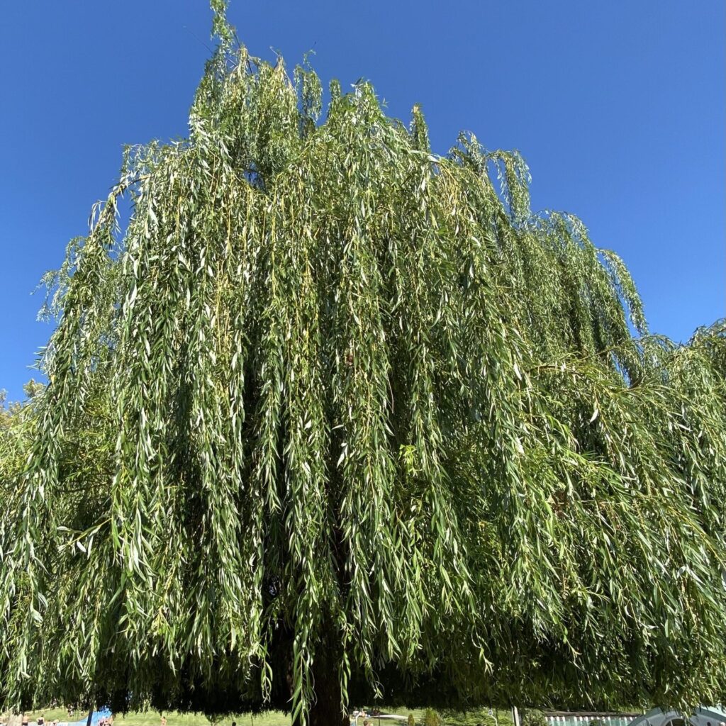Szomorú fehér fűz (Salix alba 'Tristis')