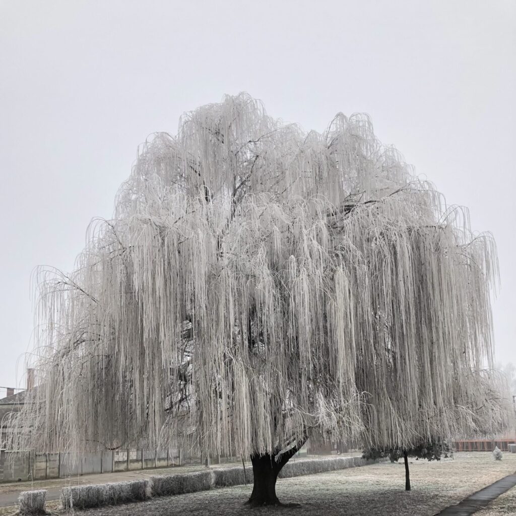 Szomorú fehér fűz (Salix alba 'Tristis')