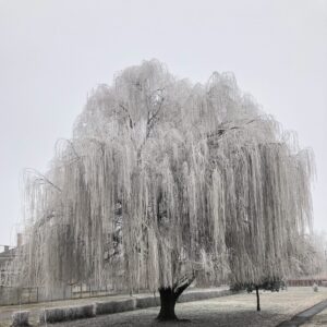 Szomorú fehér fűz (Salix alba 'Tristis')