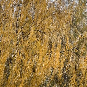 Szomorú fehér fűz (Salix alba 'Tristis')