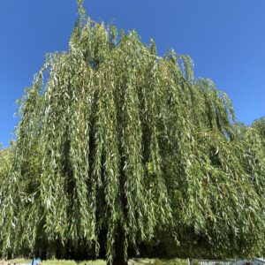 Szomorú fehér fűz (Salix alba 'Tristis')