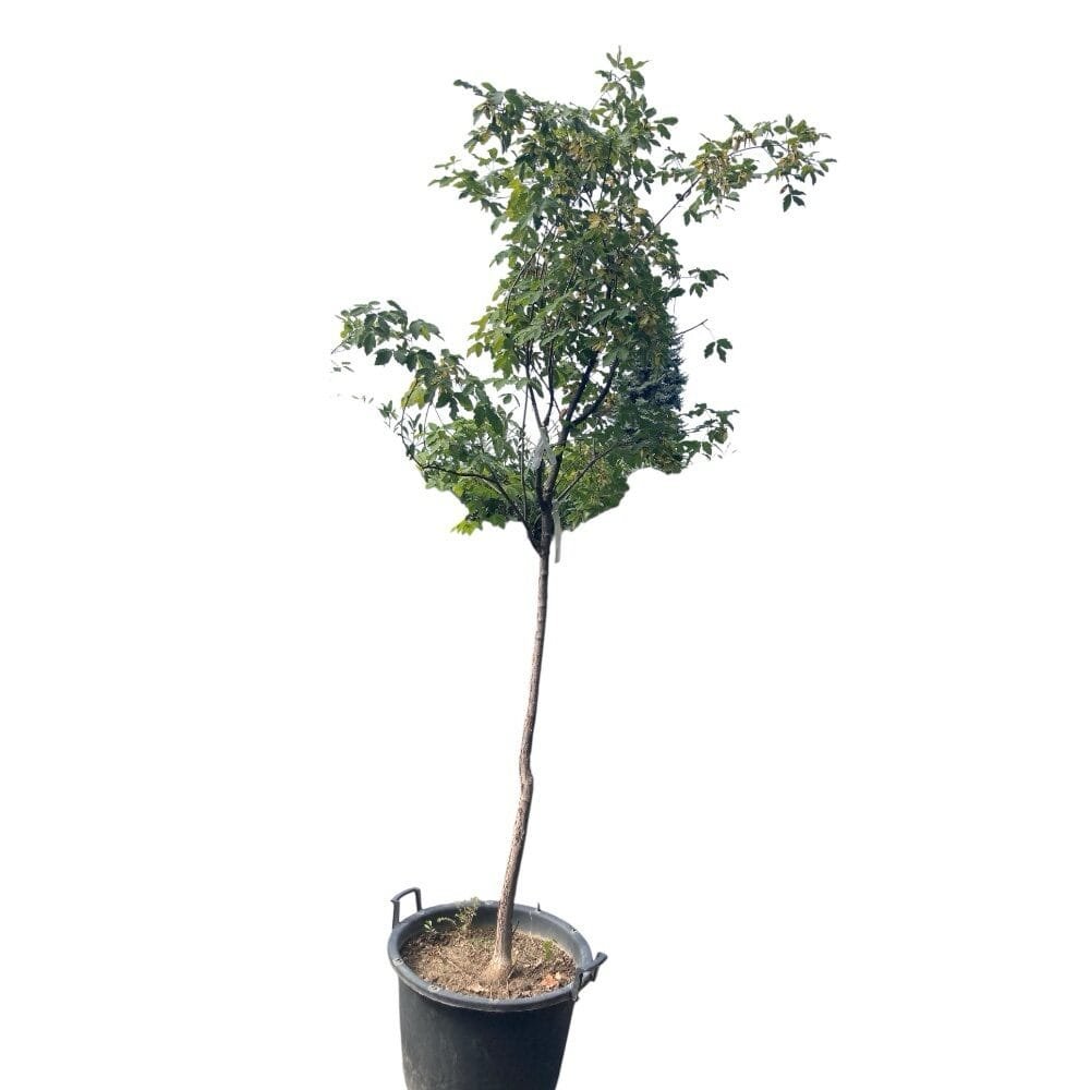 Szürke juhar (Acer griseum)