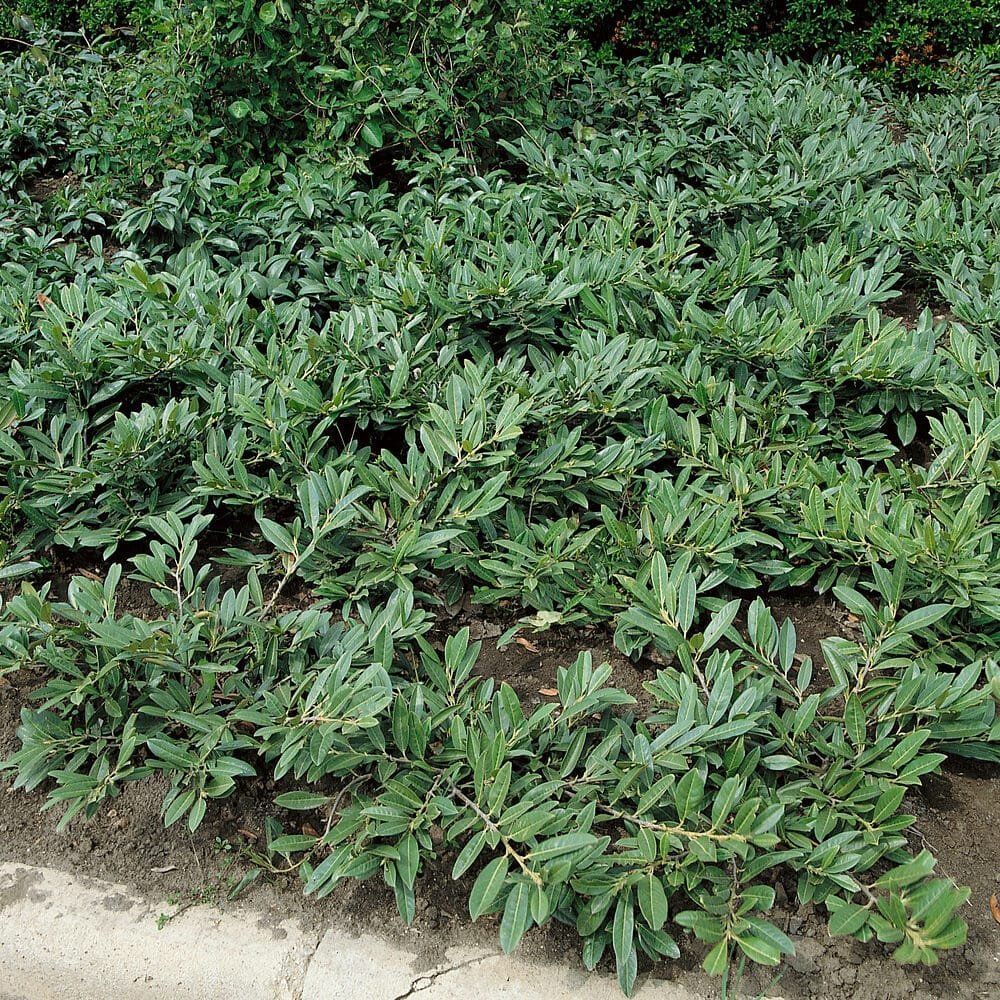 Talajtakaró babérmeggy (Prunus laurocerasus 'Grüner Teppich')