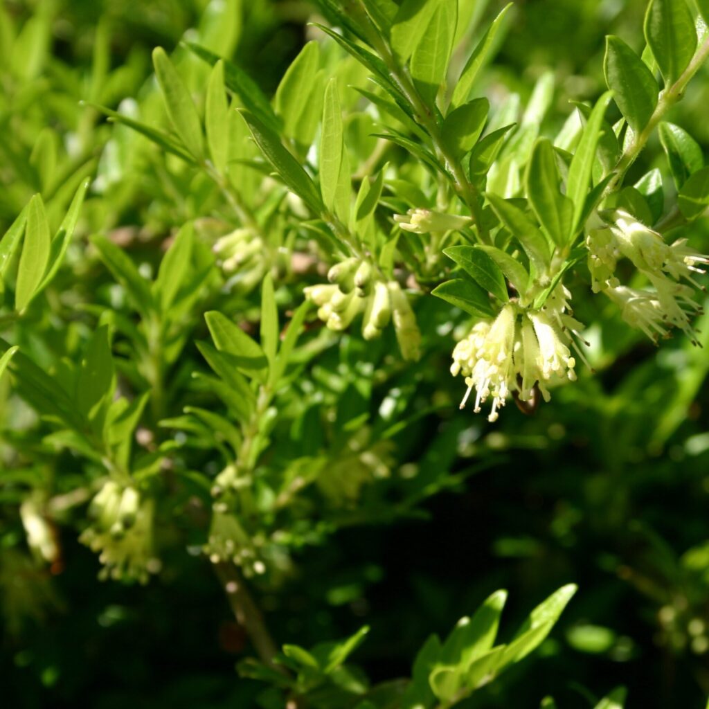 Talajtakaró lonc (Lonicera pileata 'Tekeres')