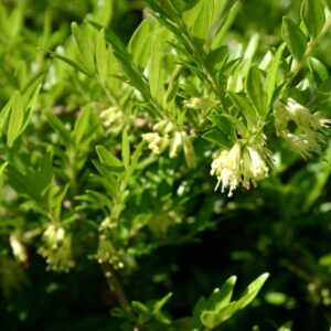 Talajtakaró lonc (Lonicera pileata 'Tekeres')