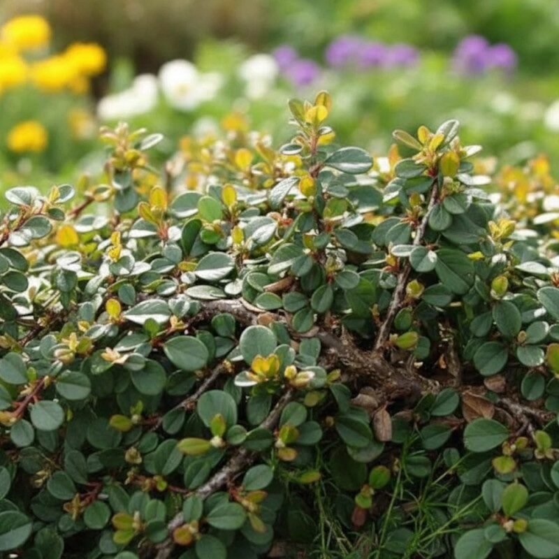 Talajtakaró madárbirs (Cotoneaster dammeri 'Green Carpet')