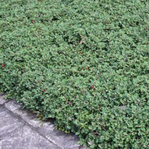 Talajtakaró madárbirs (Cotoneaster dammeri 'Streibs Findling')