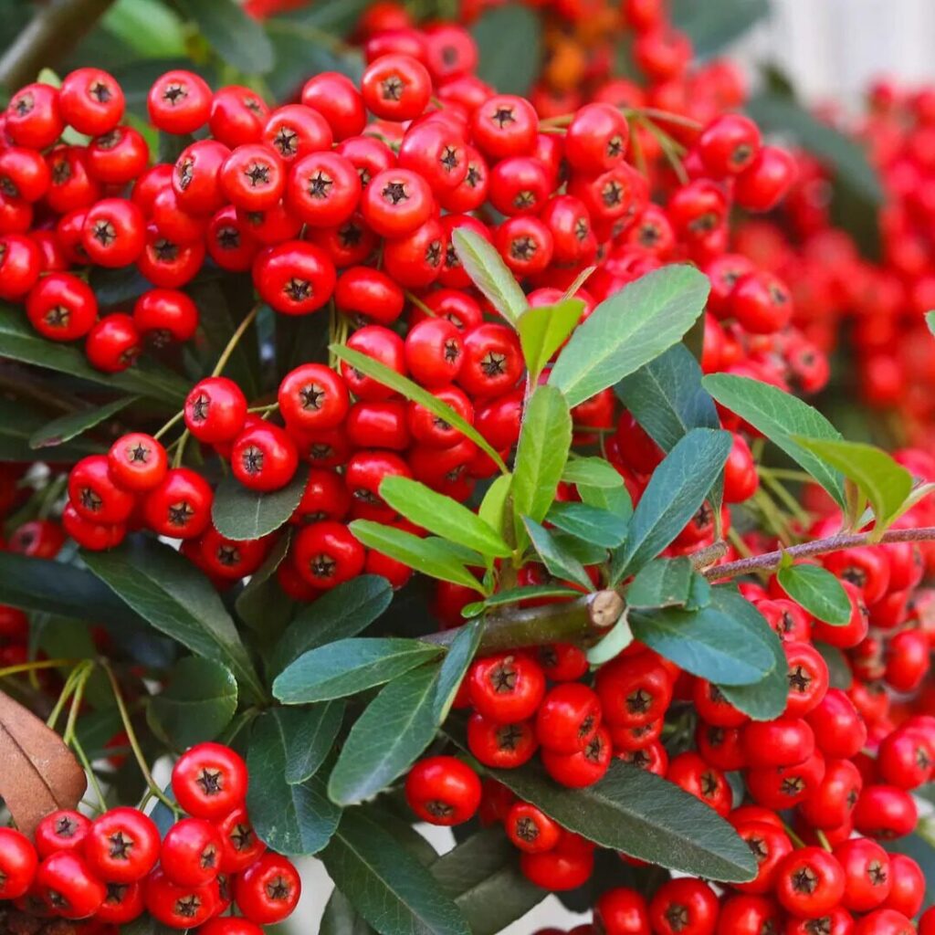 Talajtakaró madárbirs (Cotoneaster salicifolius 'Parkteppich')