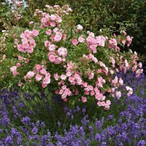 Talajtakaró rózsa (Rosa 'The Fairy' rood)