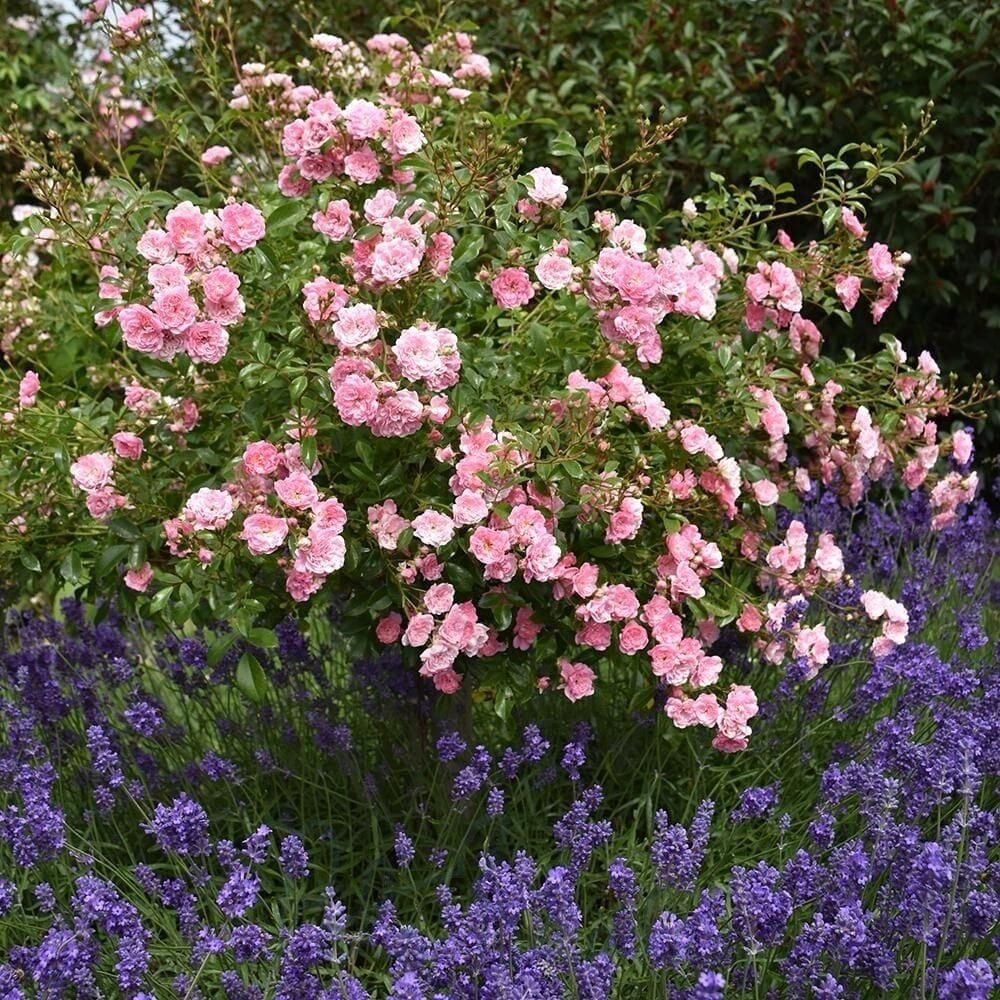 Talajtakaró rózsa (Rosa 'The Fairy' rood)