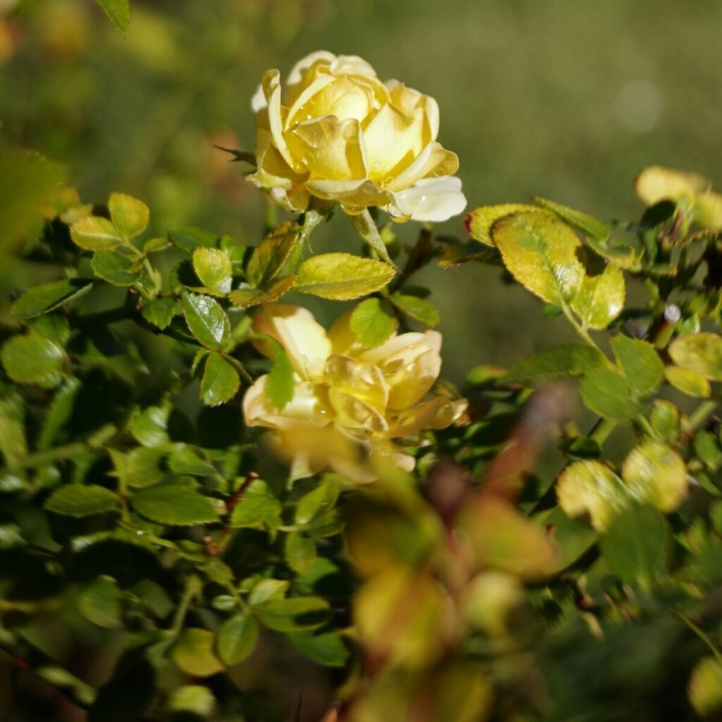 Talajtakaró rózsa (Rosa 'The Fairy Yellow')
