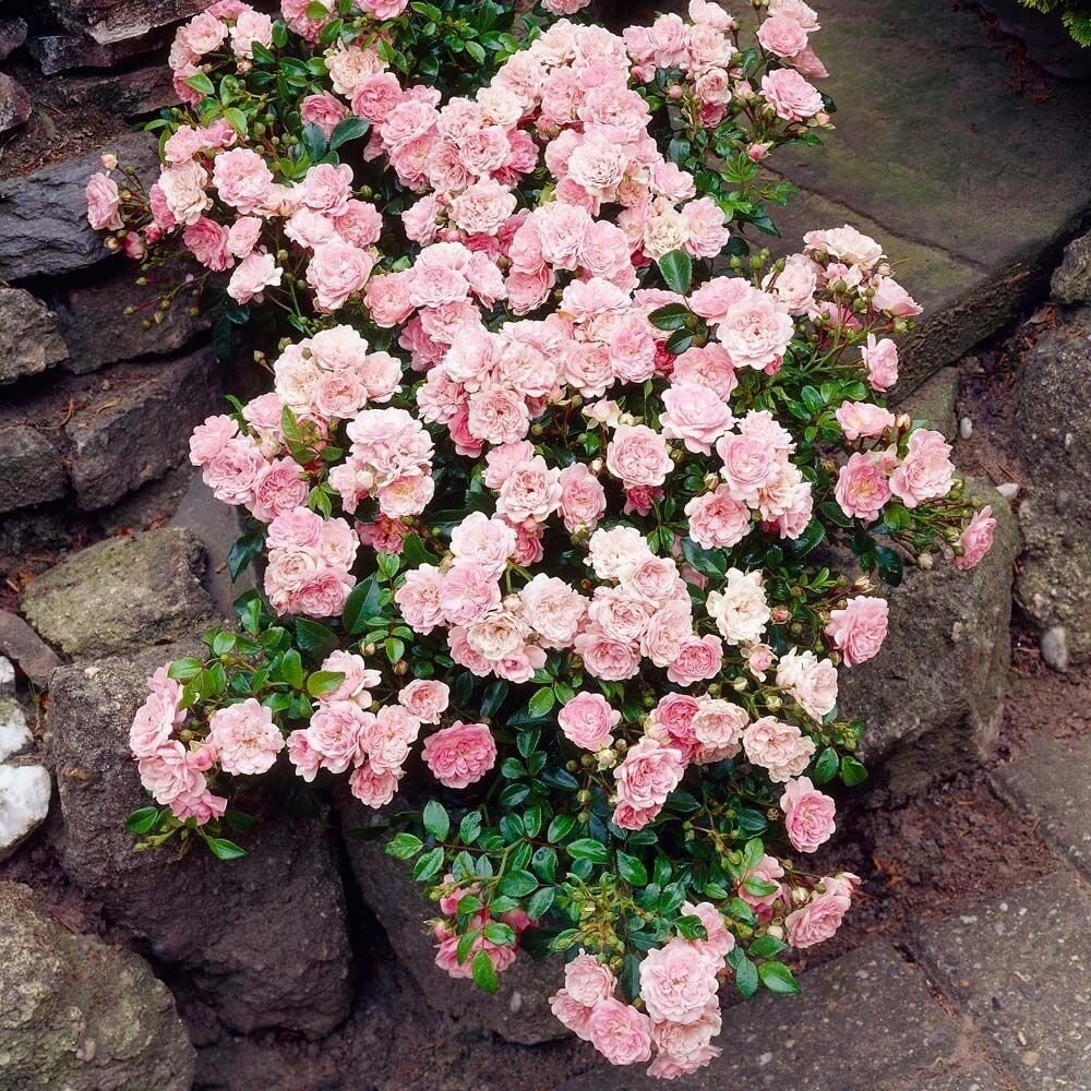 Talajtakaró rózsa (Rosa 'The Fairy')