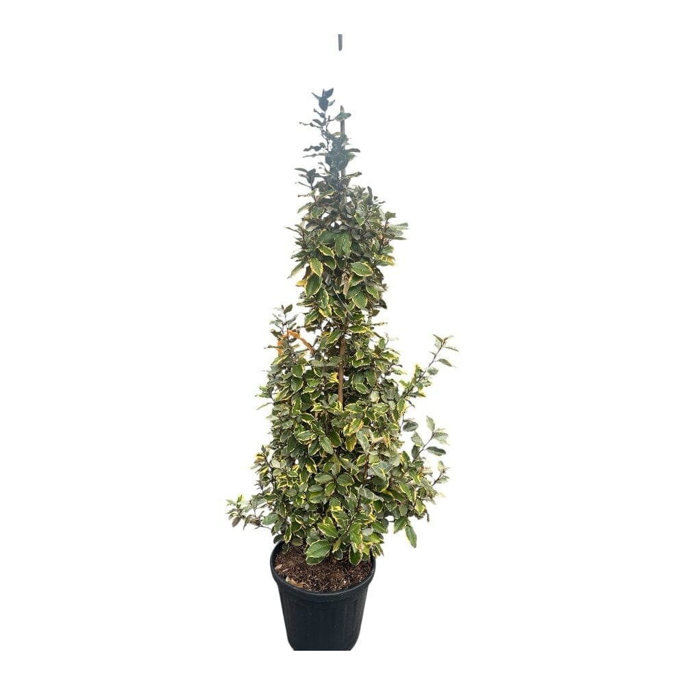 Tarka ezüstfa (Elaeagnus ebbingei 'Viveleg')