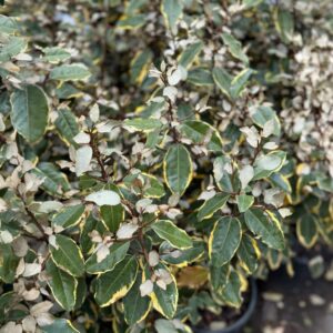 Tarka ezüstfa (Elaeagnus ebbingei 'Viveleg')
