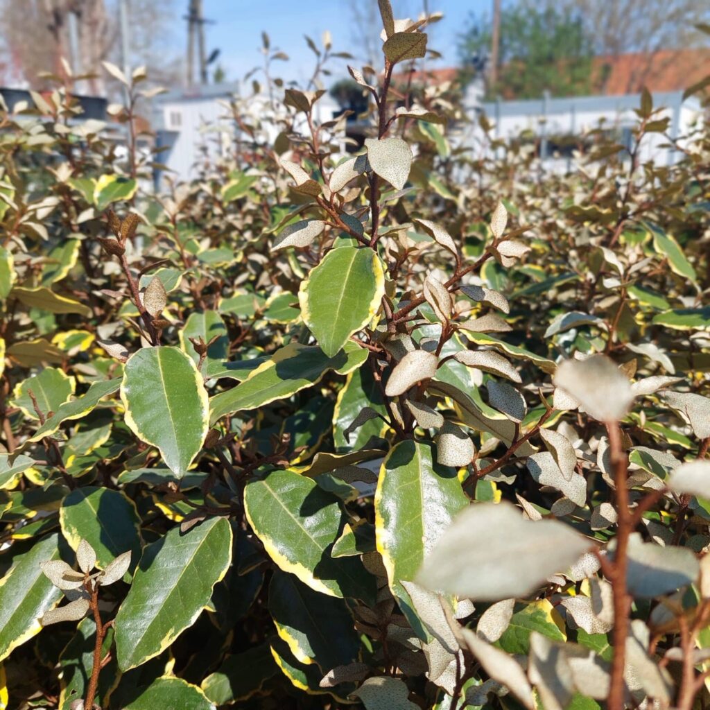 Tarka ezüstfa (Elaeagnus ebbingei 'Viveleg')