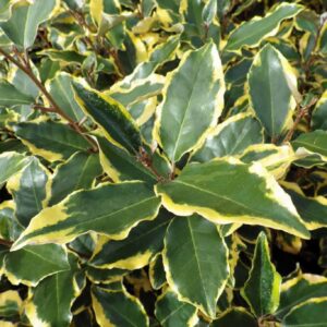 Tarka ezüstfa (Elaeagnus ebbingei 'Viveleg')