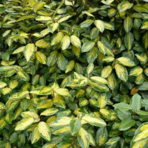 Tarka ezüstfa (Elaeagnus × ebbingei 'Limelight')
