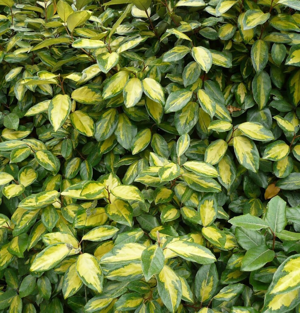 Tarka ezüstfa (Elaeagnus × ebbingei 'Limelight')