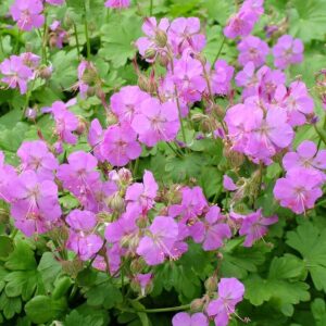 Tarka gólyaorr (Geranium cantabrigiense 'Cambridge')
