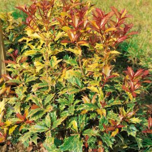 Tarka illatcserje (Osmanthus heterophyllus 'Goshiki')