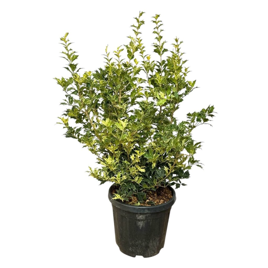 Tarka illatcserje (Osmanthus heterophyllus 'Tricolor')