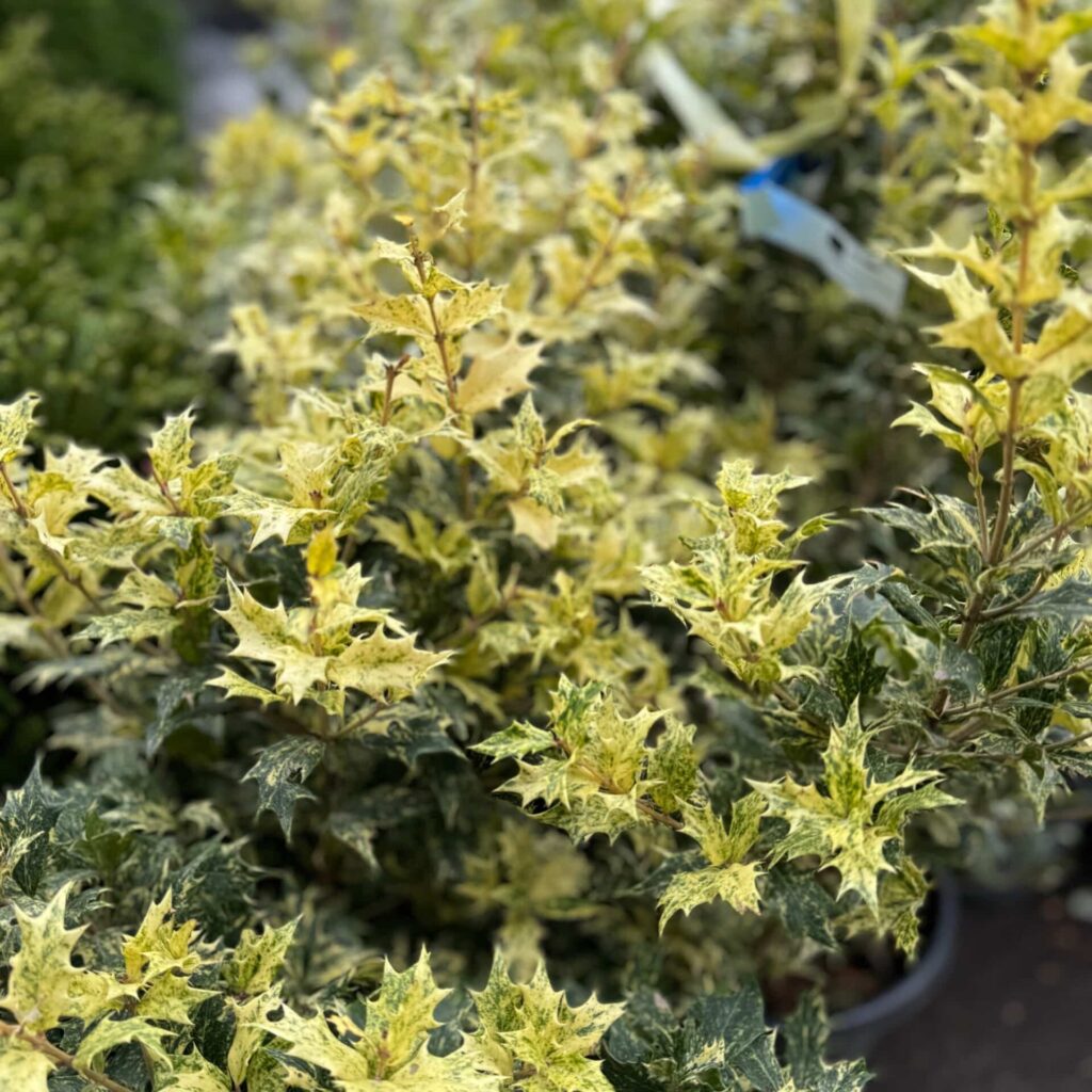 Tarka illatcserje (Osmanthus heterophyllus 'Tricolor')