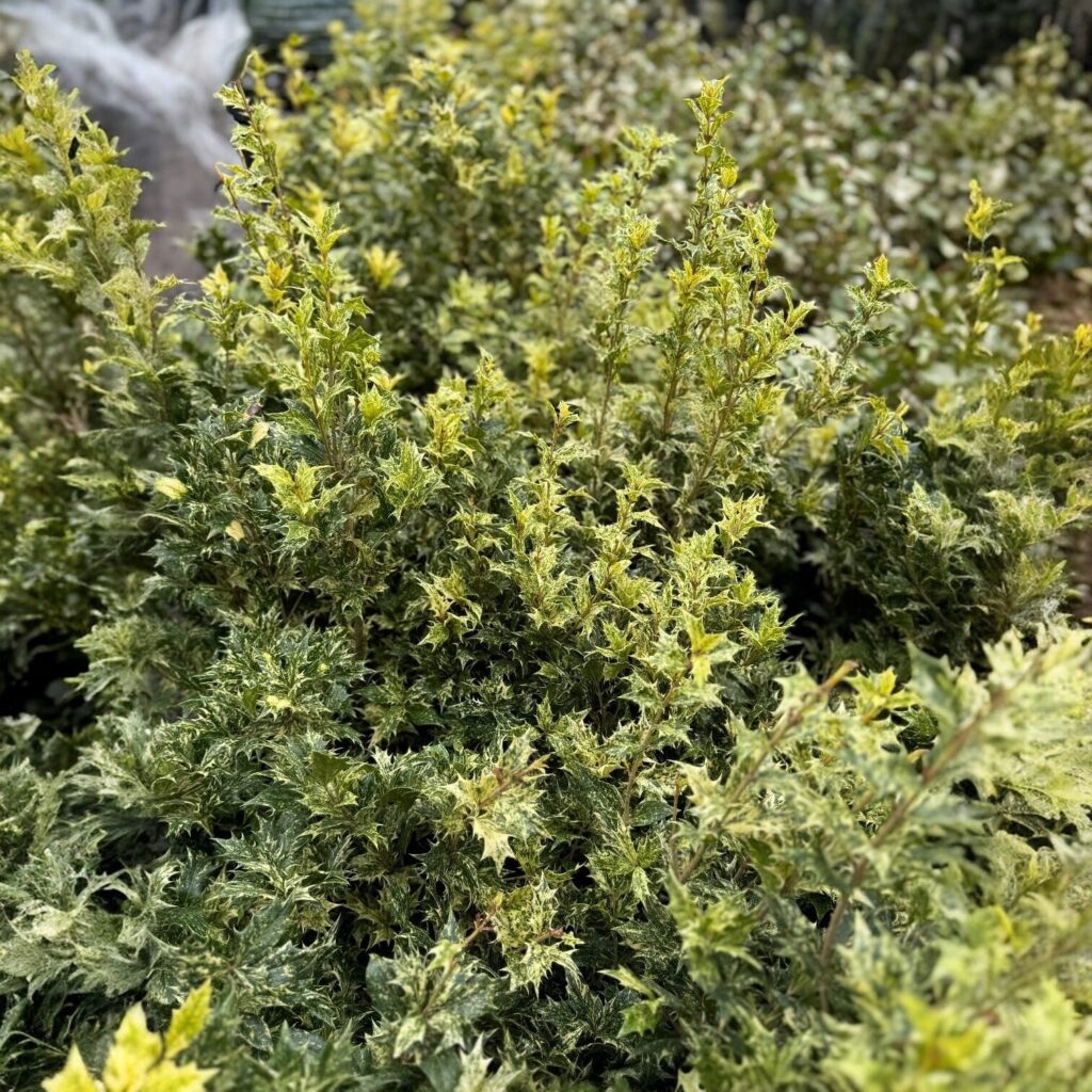 Tarka illatcserje (Osmanthus heterophyllus 'Tricolor')