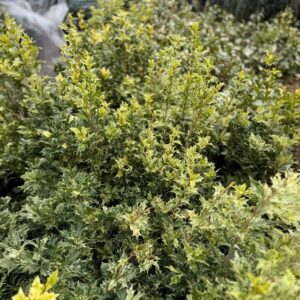 Tarka illatcserje (Osmanthus heterophyllus 'Tricolor')