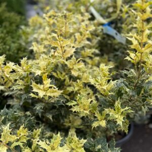 Tarka illatcserje (Osmanthus heterophyllus 'Tricolor')