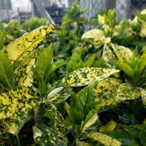Tarka japán babérsom (Aucuba japonica 'Crotonifolia')