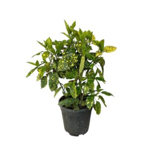 Tarka japán babérsom (Aucuba japonica 'Crotonifolia Gold')
