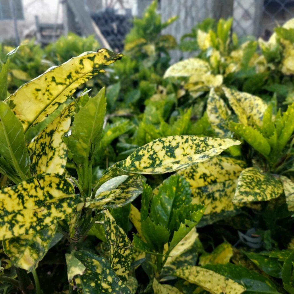 Tarka japán babérsom (Aucuba japonica 'Crotonifolia Gold')