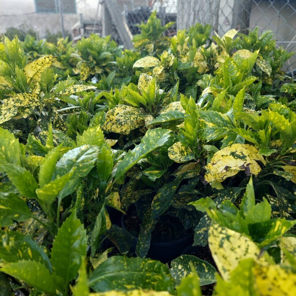Tarka japán babérsom (Aucuba japonica 'Crotonifolia Gold')