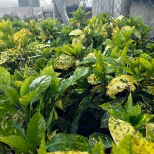 Tarka japán babérsom (Aucuba japonica 'Crotonifolia Gold')