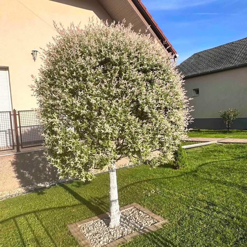 Tarka japán fűz (Salix integra 'Hakuro-Nishiki')