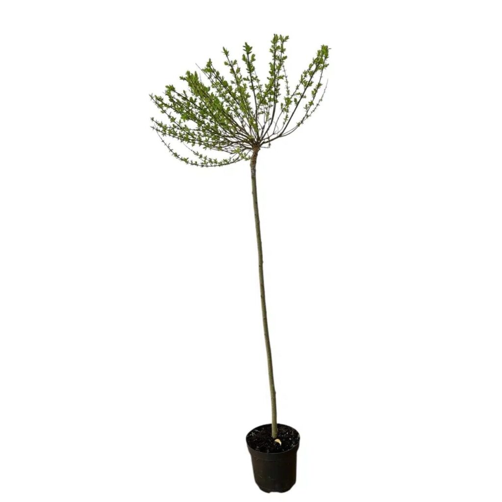 Tarka japán fűz (Salix integra 'Hakuro-Nishiki')