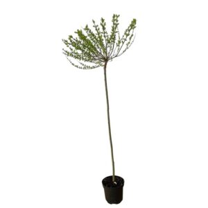 Tarka japán fűz (Salix integra 'Hakuro-Nishiki')