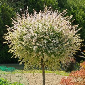 Tarka japán fűz (Salix integra 'Hakuro-Nishiki')