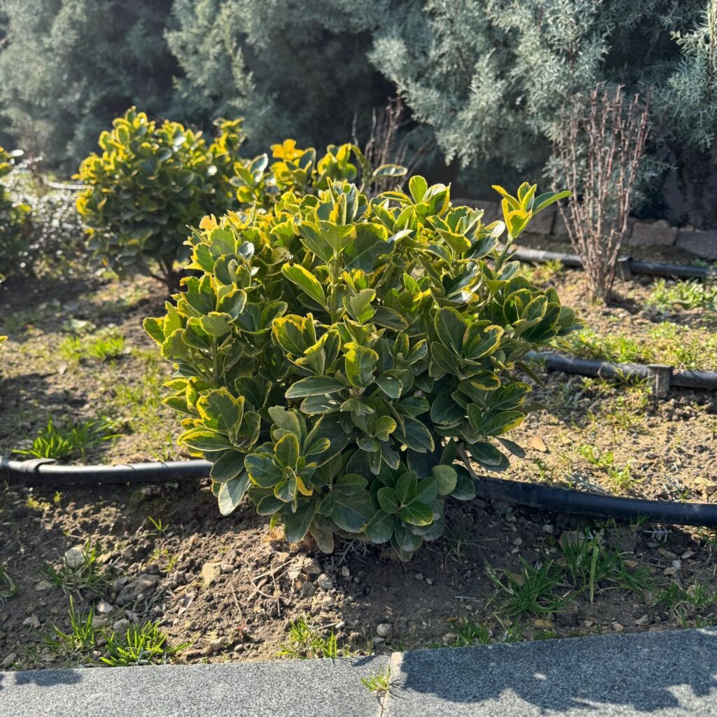 Tarka japán kecskerágó (Euonymus japonicus 'Bravo')