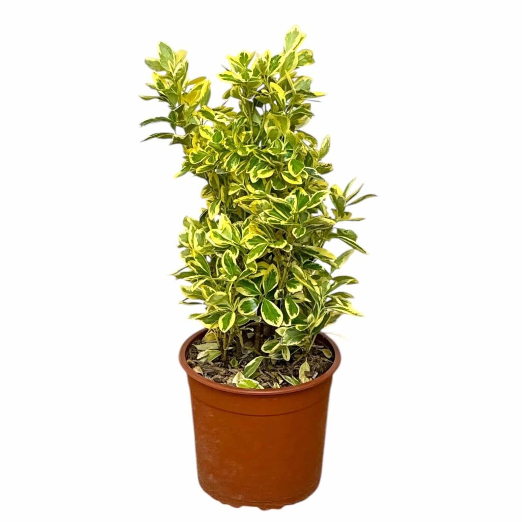 Tarka japán kecskerágó (Euonymus japonicus 'Bravo')