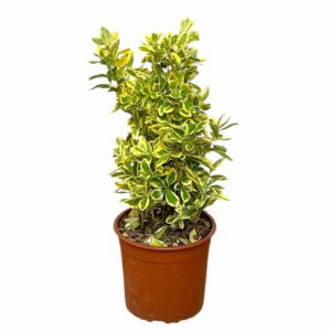 Tarka japán kecskerágó (Euonymus japonicus 'Bravo')