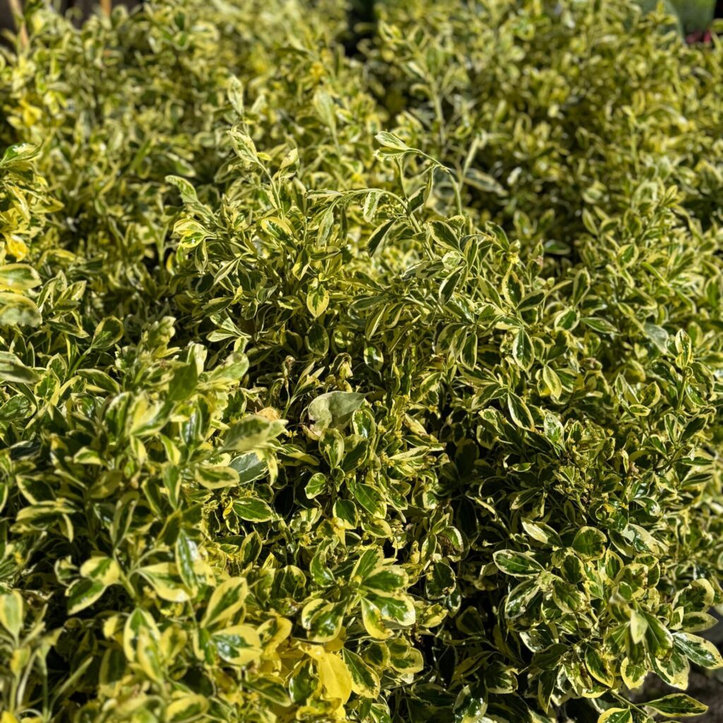Tarka japán kecskerágó (Euonymus japonicus 'Bravo')