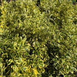 Tarka japán kecskerágó (Euonymus japonicus 'Bravo')